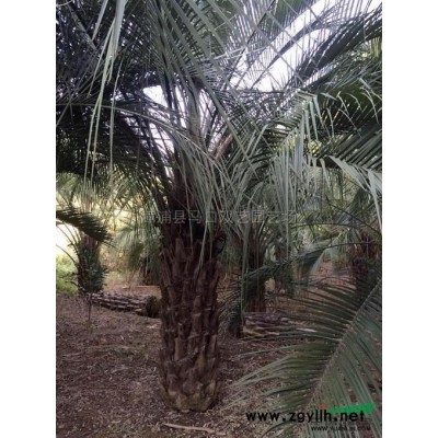 皇后葵行情報價\皇后葵圖片展示