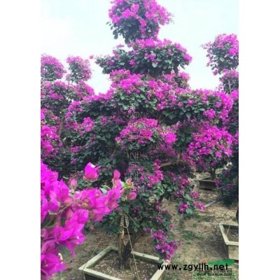 紅花美人蕉2*新價格/紅花美人蕉2報價