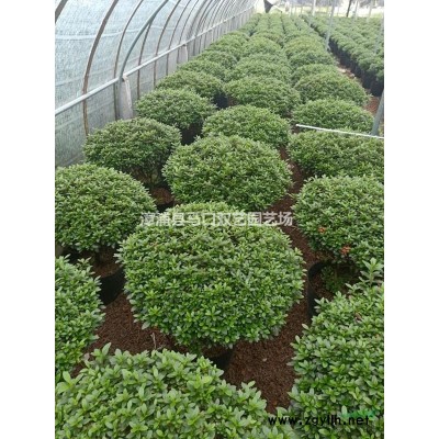 紅刺林投（別名叫紅刺露兜）8圖片\紅刺林投（別名叫紅刺露兜）8報價