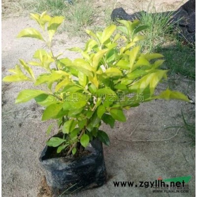 紅刺林投（別名叫紅刺露兜）5圖片\紅刺林投（別名叫紅刺露兜）5報(bào)價(jià)