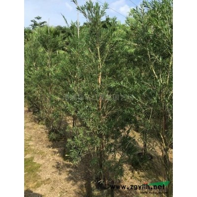 鶴望蘭2報價/福建鶴望蘭2報價