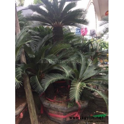 福建大葉龍船花3*新報(bào)價(jià)/大葉龍船花3圖片