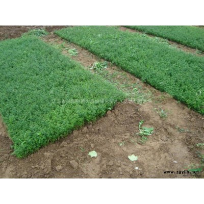 北美海棠價(jià)格 北美海棠樹(shù)產(chǎn)地 北美海棠圖片 風(fēng)景行道樹(shù)