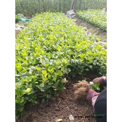 黃金槐價格 黃金槐樹產地 黃金槐圖片 綠化苗木