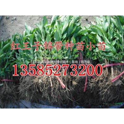 欒樹價格 欒樹產地 欒樹圖片 行道樹 綠化苗木