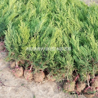 棣棠苗低價供應 棣棠花苗 棣棠球 貨源充足 基地直銷