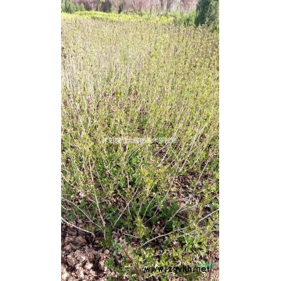 紫薇基地 紅花紫薇 紅火箭紫薇 天鵝絨紫薇 品種*