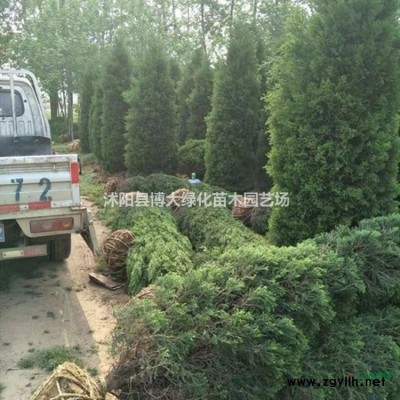 批發供應瓜子黃楊，小葉黃楊毛球 綠籬苗 基地直銷 量大價低