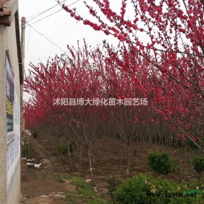 供應紅王子錦帶杯苗 紅王子錦帶苗價格 基地直銷 量大價低