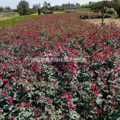 供應紫丁香 2-20分支叢生紫丁香價格 量大價低 基地直銷