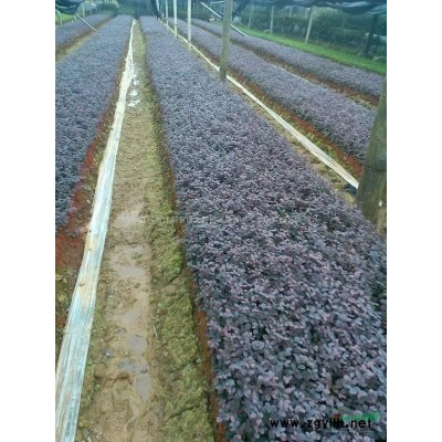 北海道黃楊小苗批發供應 北海道黃楊床苗 各種綠化小苗量大價低