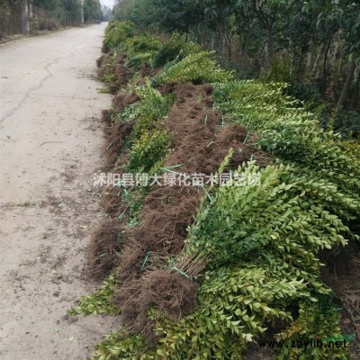 直銷衛(wèi)矛苗 10-15公分衛(wèi)矛小苗價格 床苗 根系發(fā)達(dá) 量大