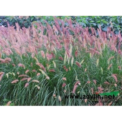 優質的澤苔，浙江*低價