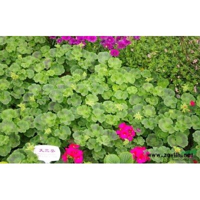 金邊黃楊、金邊冬青衛矛