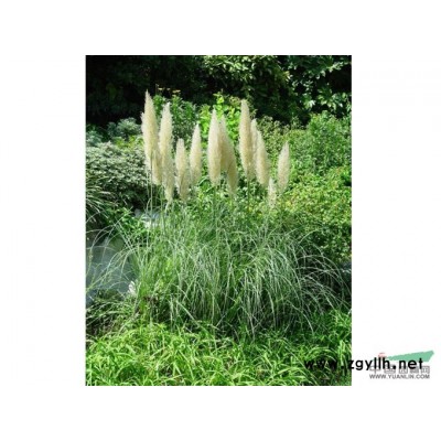 浙江蕭山金雞菊