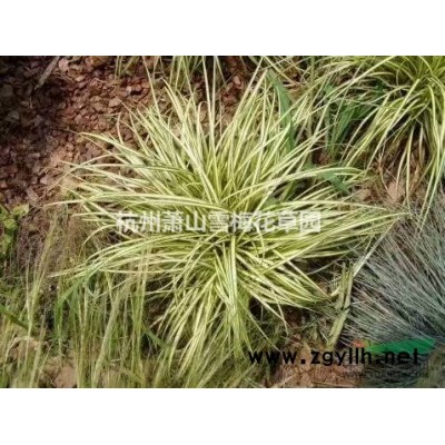 浙江日本血草信息