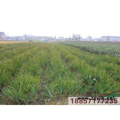 金線水蔥圖片\金線水蔥報價