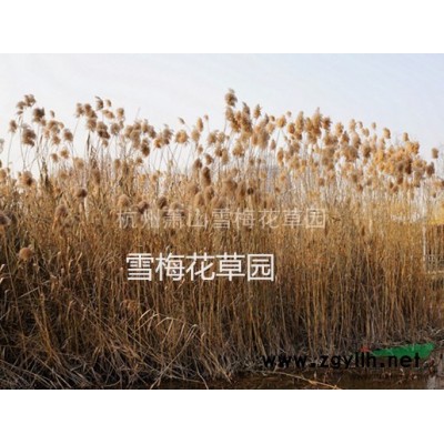 行情報(bào)價(jià)\圖片展示