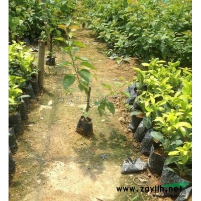 老人葵 （華棕）3供應(yīng)/老人葵 （華棕）3圖片