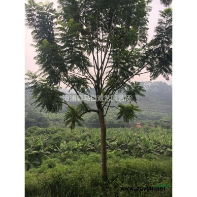 假檳榔2供應(yīng)/假檳榔2圖片