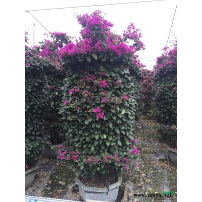 福建黃金香柳（黃金寶樹、千層金）2信息