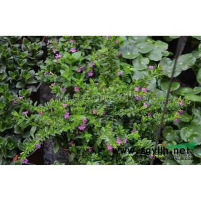 皇后葵（金山葵）2*新價格/皇后葵（金山葵）2報價