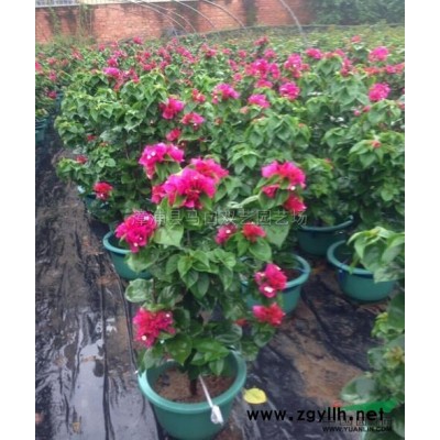 胡椒木3*新價格/胡椒木3報價