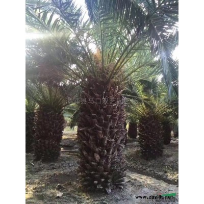 福建狐尾椰子2信息