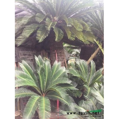 紅刺林投（別名叫紅刺露兜）3圖片\紅刺林投（別名叫紅刺露兜）3報(bào)價(jià)