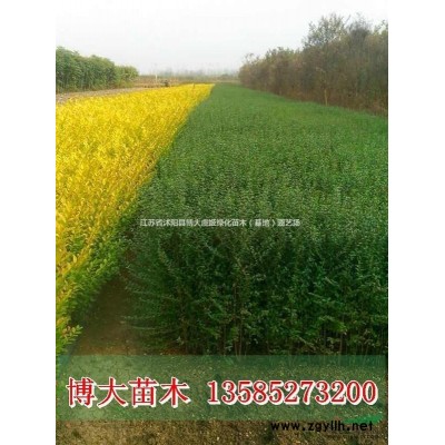 薔薇苗價格 薔薇苗產地 薔薇花苗圖片 爬藤苗木 藤本植物