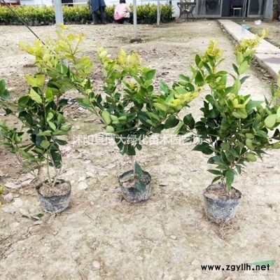 龍柏工程苗高40-50公分批發供應 自產自銷 量大價低