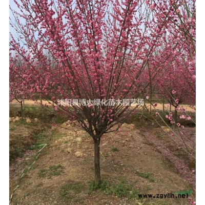 高30-60公分迎春苗批發供應，迎春花，護坡垂吊綠化苗木