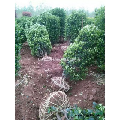 出售垂絲海棠 3-12公分垂絲海棠樹苗價格 基地直銷 量大價