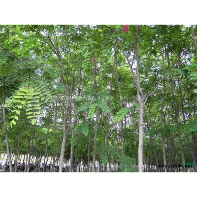 供應(yīng)五葉地錦50-100公分，爬山虎，常春藤，常青藤，凌霄