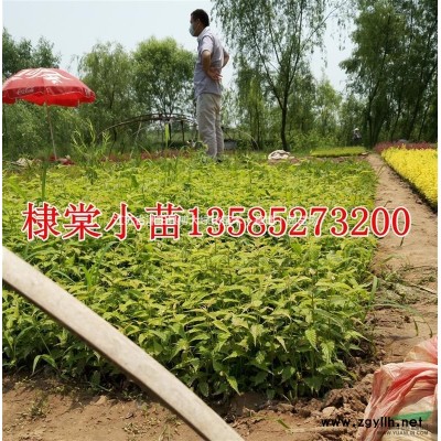 爬地柏價格 50公分爬地柏苗行情報價 自產(chǎn)自銷 量大價低