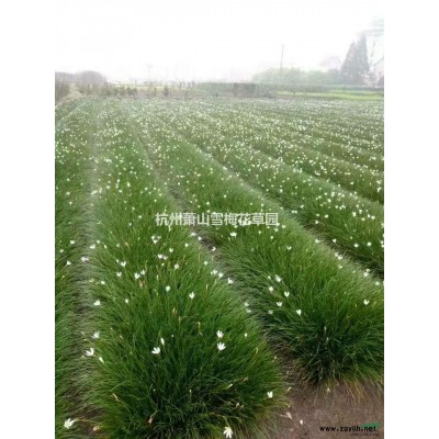 澤瀉.報價/浙江澤瀉.報價