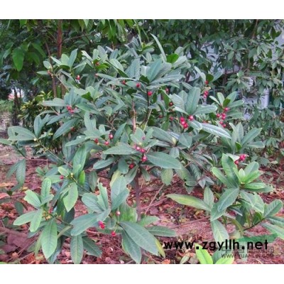 花藺報(bào)價(jià)/浙江花藺報(bào)價(jià)