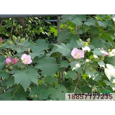 斑葉芒*新價(jià)格/斑葉芒報(bào)價(jià)