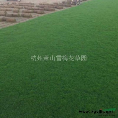 梭魚草行情報價\梭魚草圖片展示