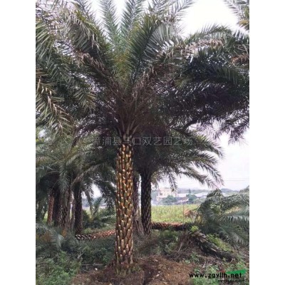 龍船花2圖片\龍船花2報(bào)價(jià)