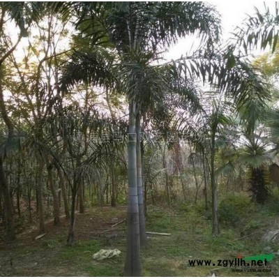 老人葵2*新價格/老人葵2報價