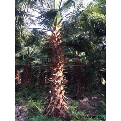 福建加拿利海棗信息