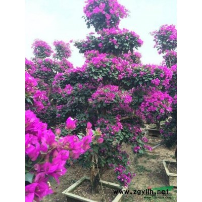 黃金香柳（黃金寶樹、千層金）*新價格/黃金香柳（黃金寶樹、千層金）報價