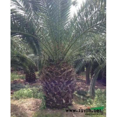 胡椒木報價/福建胡椒木報價