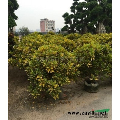 福建狐尾椰子4信息