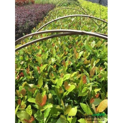 福建紅刺林投（別名叫紅刺露兜）6