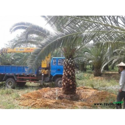 福建紅背桂2信息