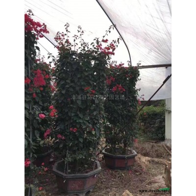 鶴望蘭7圖片\鶴望蘭7報(bào)價(jià)