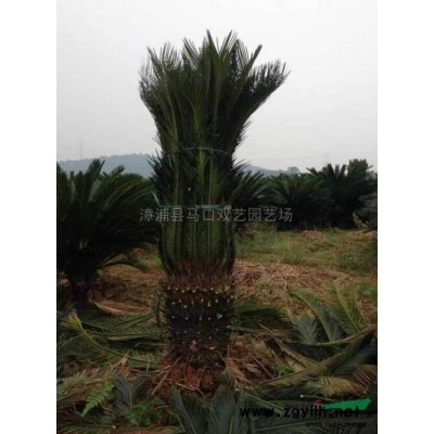 布迪椰子5圖片\布迪椰子5報(bào)價(jià)