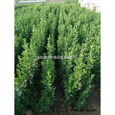 樹(shù)狀月季價(jià)格 樹(shù)狀月季產(chǎn)地 樹(shù)狀月季圖片 綠化工程苗木